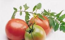 产妇吃什么能催乳？新妈催乳诀窍