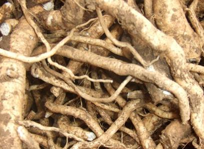 板蓝根可以预防流感吗?板蓝根的功效与作用