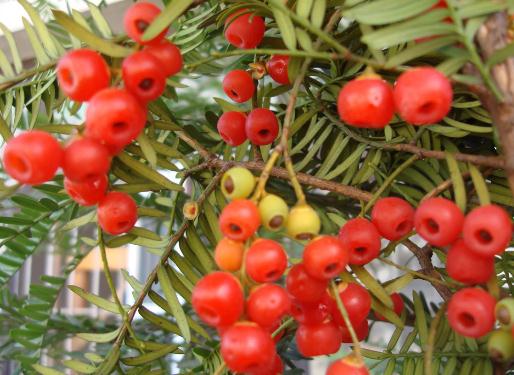 红豆杉的功效与作用-红豆杉的药用价值