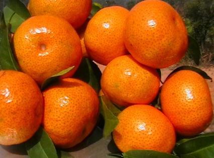 蜜橘的营养价值-蜜橘的食疗作用