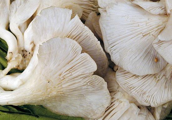 凤尾菇的功效与作用-凤尾菇的营养价值