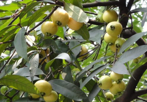 蒲桃的种植技术-蒲桃的功效与作用