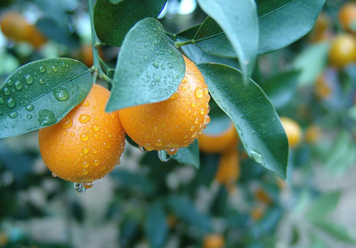 金橘的种植技术-金橘的功效与作用