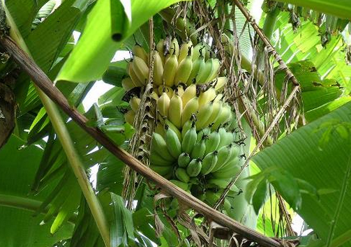 芭蕉和香蕉的区别-芭蕉的功效与作用