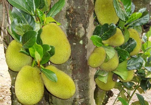 菠萝蜜怎么吃?菠萝蜜的功效与作用