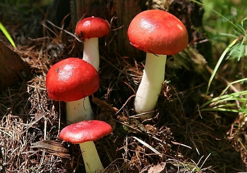 红菇的做法-红菇的功效与作用