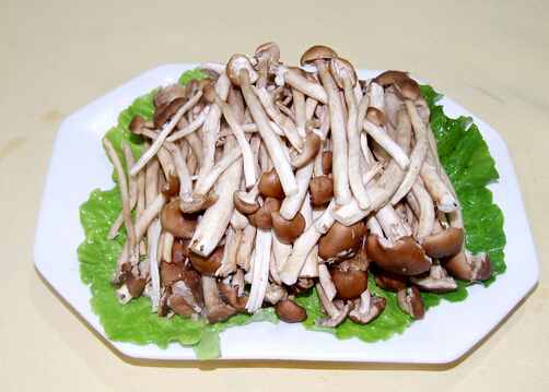 茶树菇的营养价值-茶树菇的适宜人群
