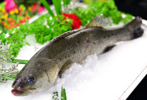 鲈鱼的营养价值与功效-鲈鱼的适宜人群