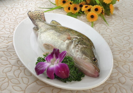 桂鱼的营养价值与功效-桂鱼的适用人群