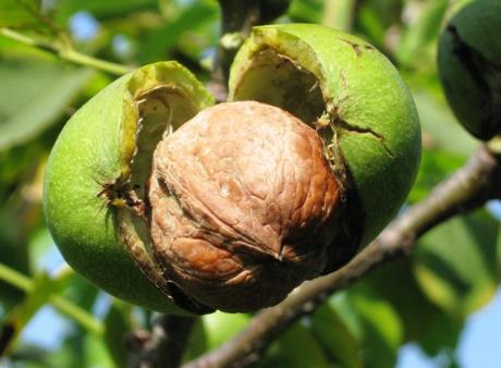 吃核桃有什么好处?核桃的营养价值、功效与作用