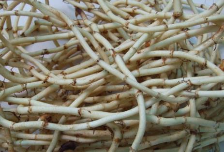 吃折耳根好吗?鱼腥草的功效与作用