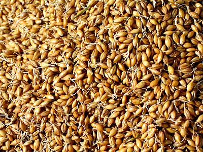 麦芽的营养价值-麦芽的功效与作用
