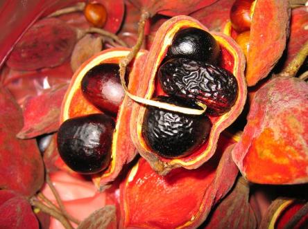 吃苹婆有什么好处?苹婆的功效与作用