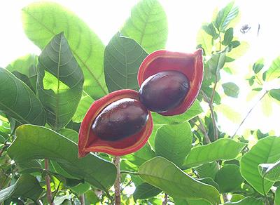 吃苹婆有什么好处?苹婆的功效与作用