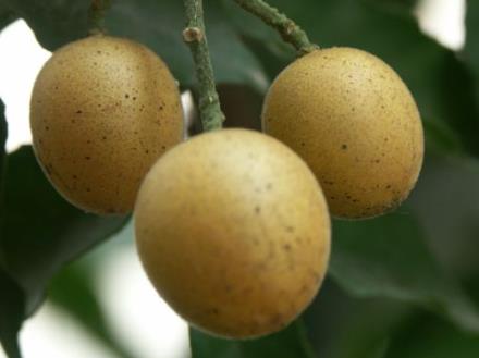 吃黄皮果有什么好处?黄皮果的功效与作用