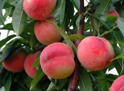 吃桃子有什么好处?桃子的功效与作用