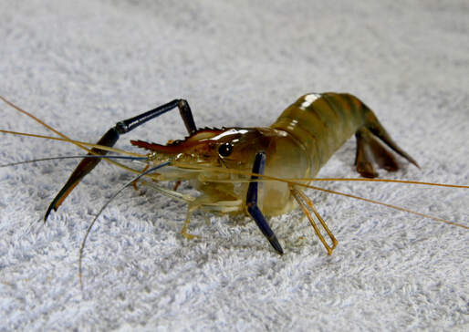 河虾和龙虾怎么洗?怎么进行河虾的冷冻处理