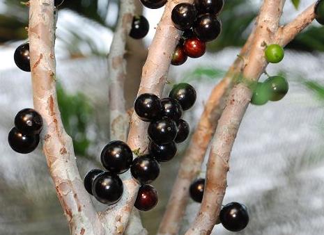 嘉宝果多少钱一斤？嘉宝果如何选购