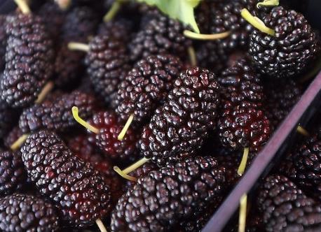 如何挑选桑葚?吃桑葚的食用禁忌