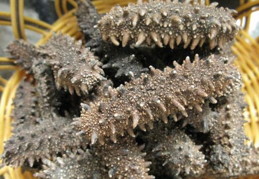 干海参怎么保存?干海参的保存方法