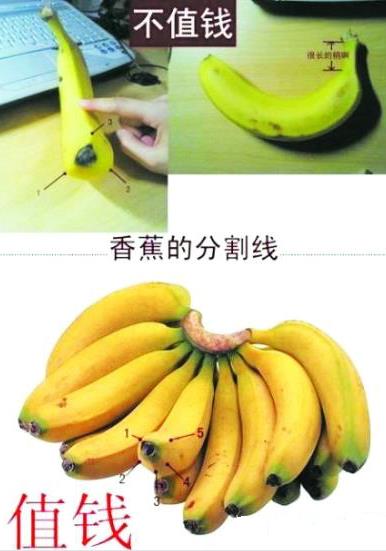 是香蕉还是芭蕉？芭蕉和香蕉的区别
