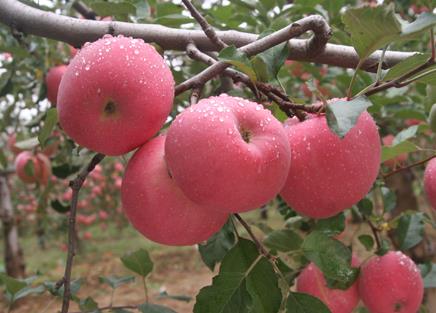 经期能吃苹果吗?经期吃苹果好吗