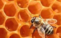 蜂蜜的功效-吃蜂蜜可缓解经痛