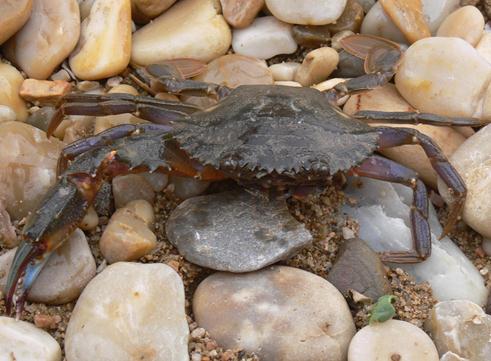 如何保存活的螃蟹？螃蟹的保鲜方法