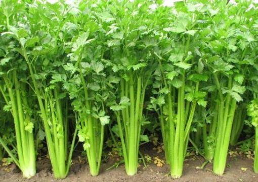 怎样挑选新鲜的芹菜?芹菜的选购方法