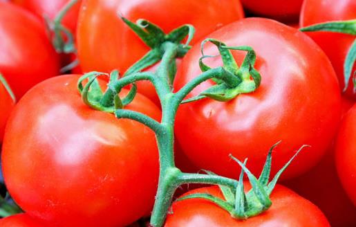 如何挑选新鲜西红柿？怎样识别催熟的西红柿