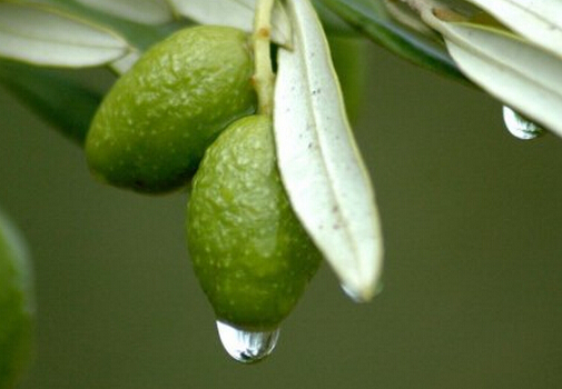 橄榄泡水喝的好处-扁桃体发炎吃什么好？