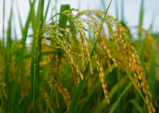 研究发现适合糖尿病人的低血糖稻米品种