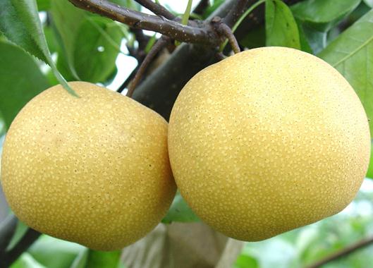 梨的功效与作用：咳嗽怎么吃梨？咳嗽吃梨有讲究