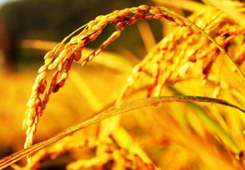 立秋过后减肥吃什么好?吃核桃能瘦身-360常识