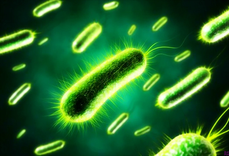 日常生活中,哪些食物含有益生菌?