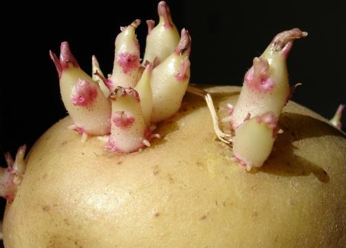 土豆怎么存放不宜发芽?土豆发芽了怎么办