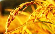 立秋过后减肥吃什么好？吃核桃能瘦身