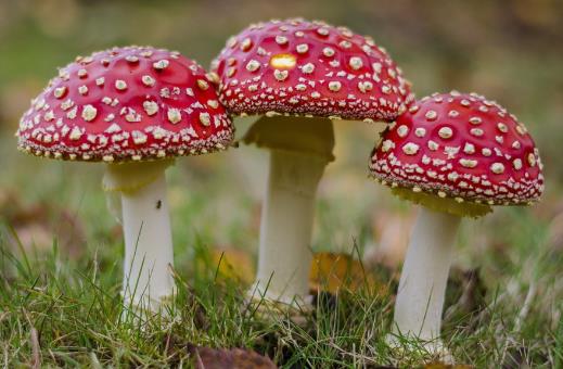 如何鉴别有毒蘑菇？怎样识别有毒蘑菇