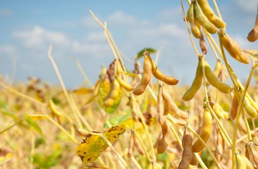 怎么吃黄豆能够减肥?黄豆减肥法