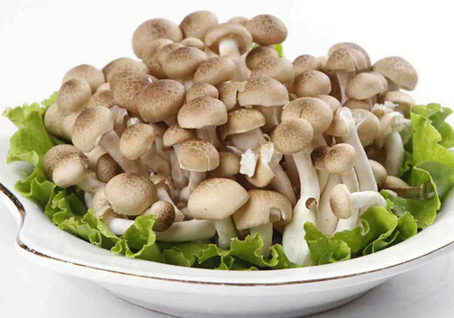 真姬菇的做法-真姬菇的营养价值