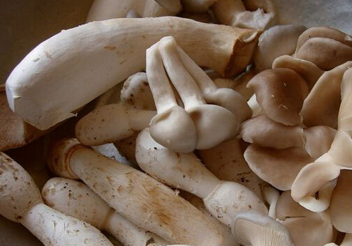 秀珍菇的做法-秀珍菇的营养价值