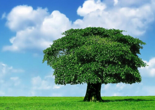 摇钱树的风水学应用-摇钱树的养殖方法