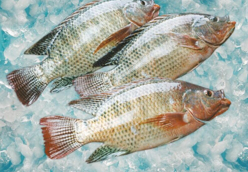 罗非鱼的做法-罗非鱼的介绍