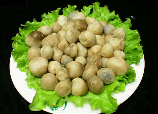 草菇的做法-草菇怎么做营养