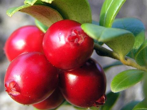 蔓越莓怎么吃？吃蔓越莓的食用禁忌