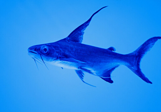 成吉思汗鱼的品种介绍-成吉思汗鱼的鱼缸摆放位置