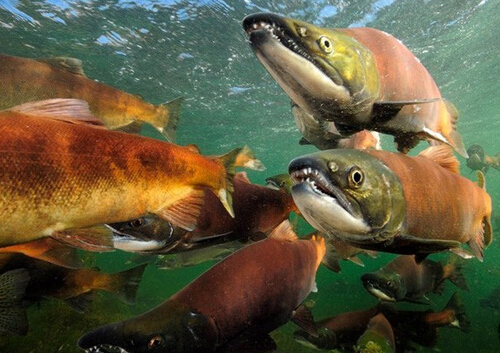 大马哈鱼籽怎么吃?大马哈鱼的做法