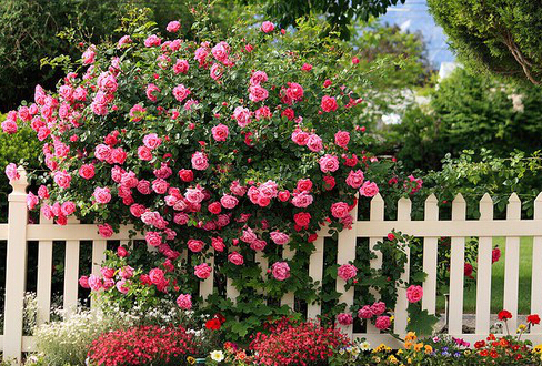 蔷薇对家居环境的影响-蔷薇的风水学应用