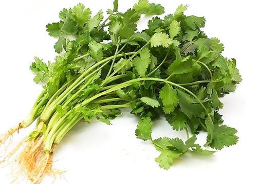 冬天香菜怎么保存?香菜的保存方法