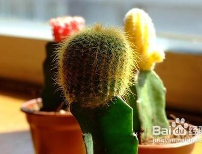 如何保养肌肤防电脑辐射？推荐防电脑辐射的方法：办公室放绿色植物